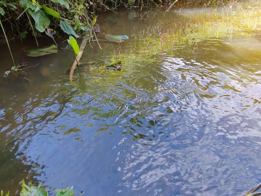 МУП «Водоканал» оштрафовали за сброс нечистот в ручей Безымянный