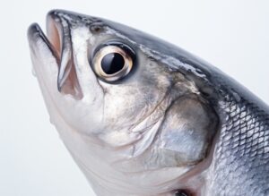 Китай скупает дальневосточные морепродукты