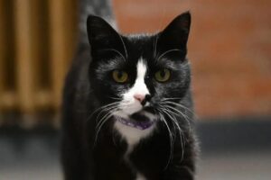 коты