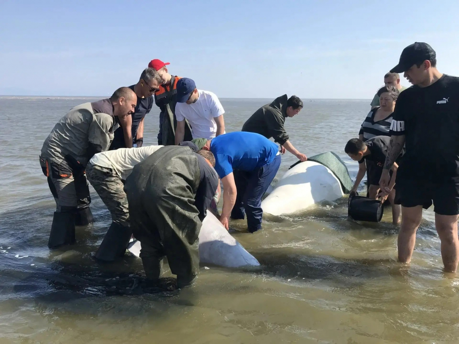 Попавших на мель белух спасли в Хабаровском крае